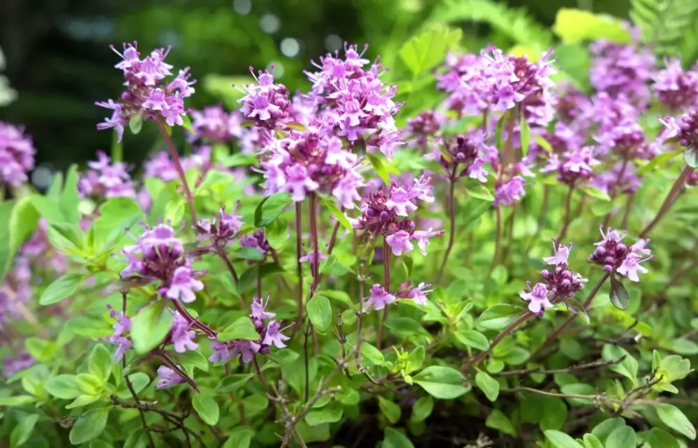 cascara sagrada cascara sagrada