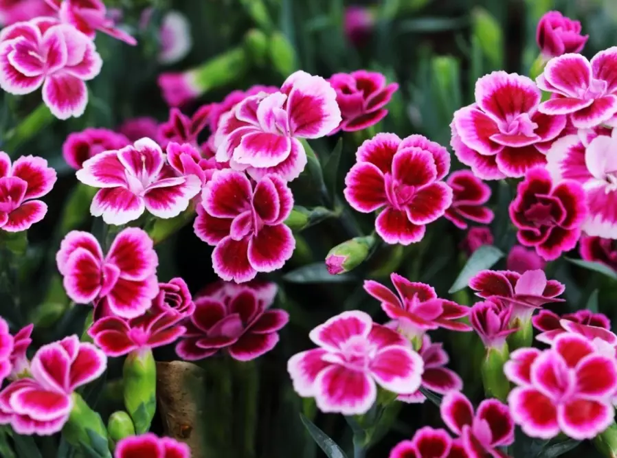 dianthus varieties by height