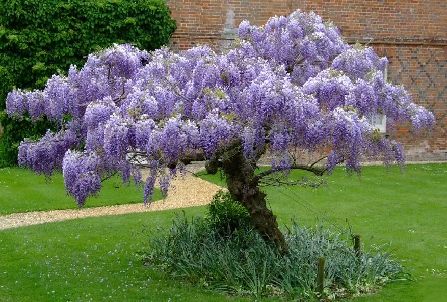 wisteria problems
