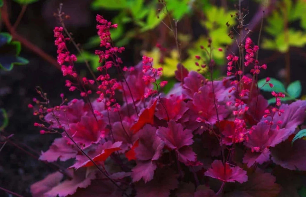 heuchera plant heuchera plant