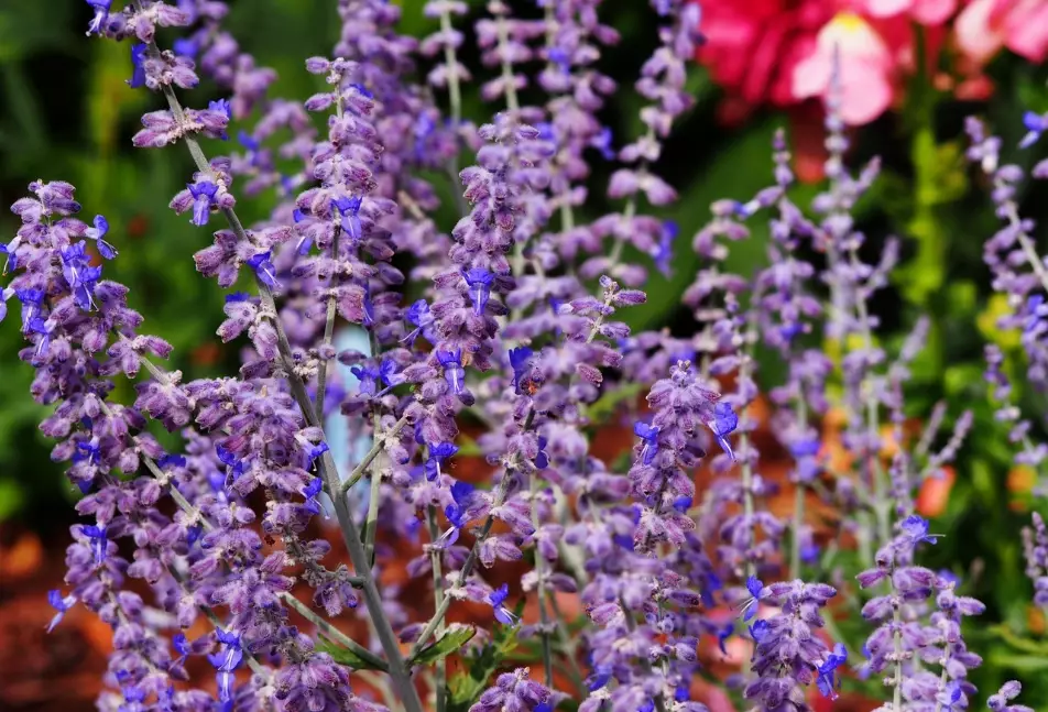 pruning sage for flowers