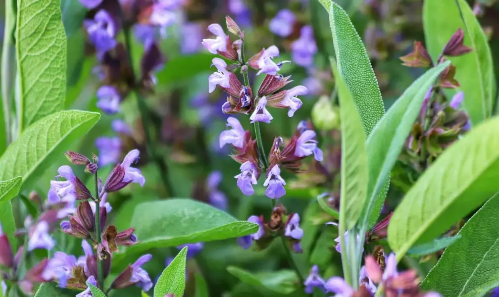how to get sage to bloom