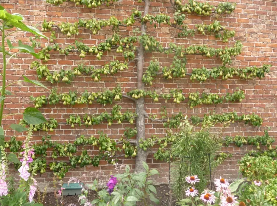 how to espalier fruit trees