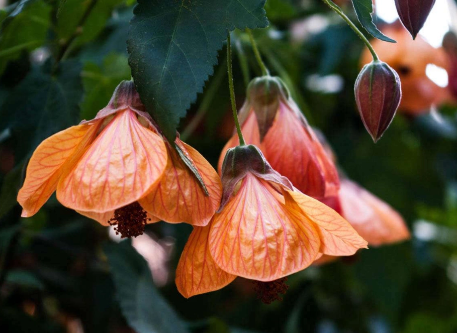 flowering maple flowering maple