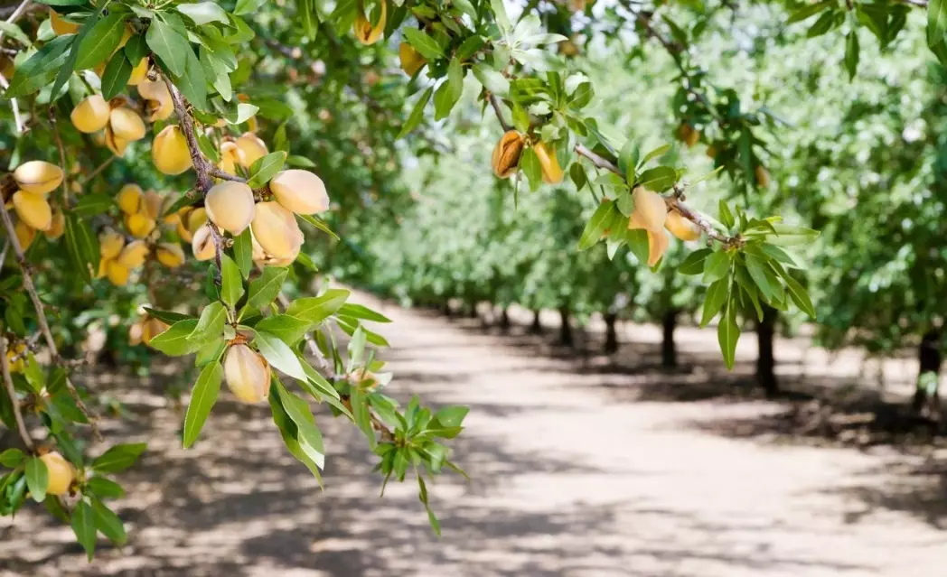 almond tree care