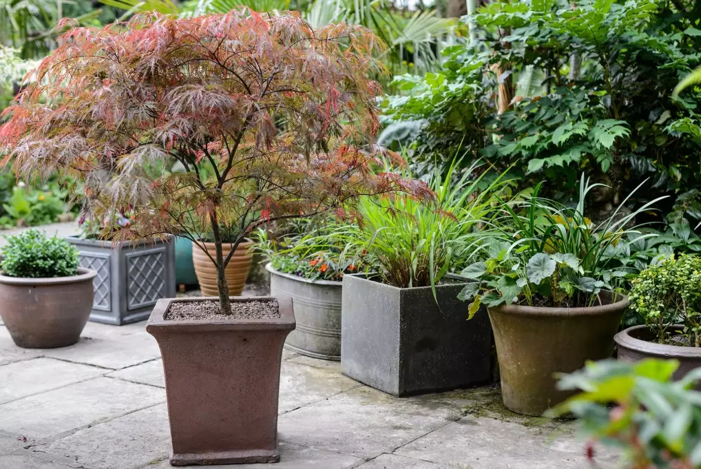 dwarf trees for containers dwarf trees for containers