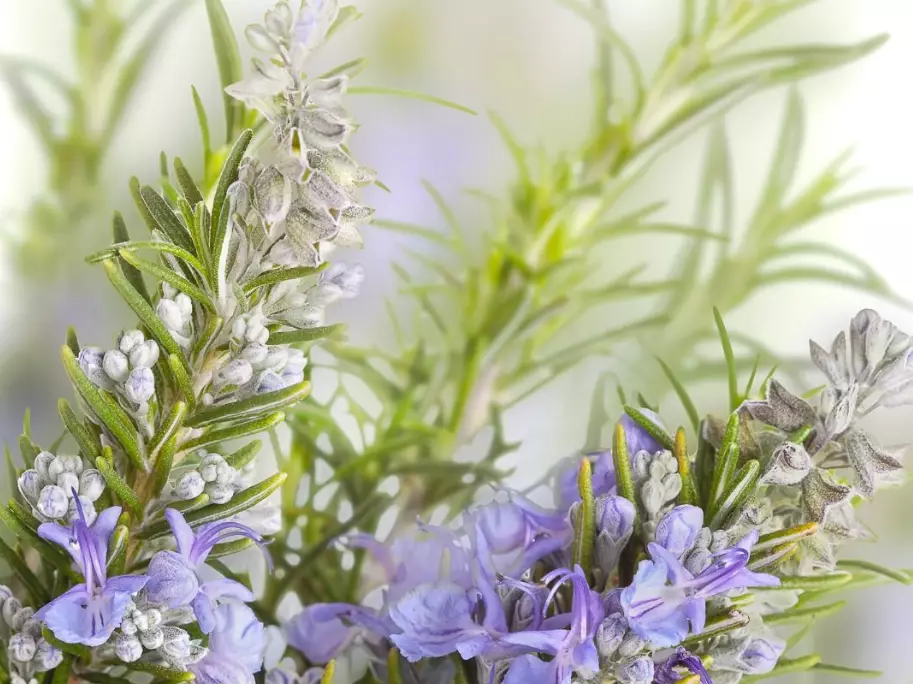 types of rosemary