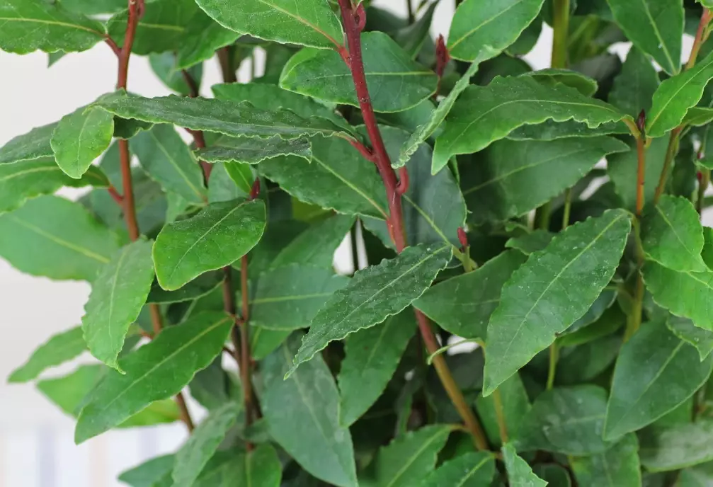 bay leaf uses bay leaf uses