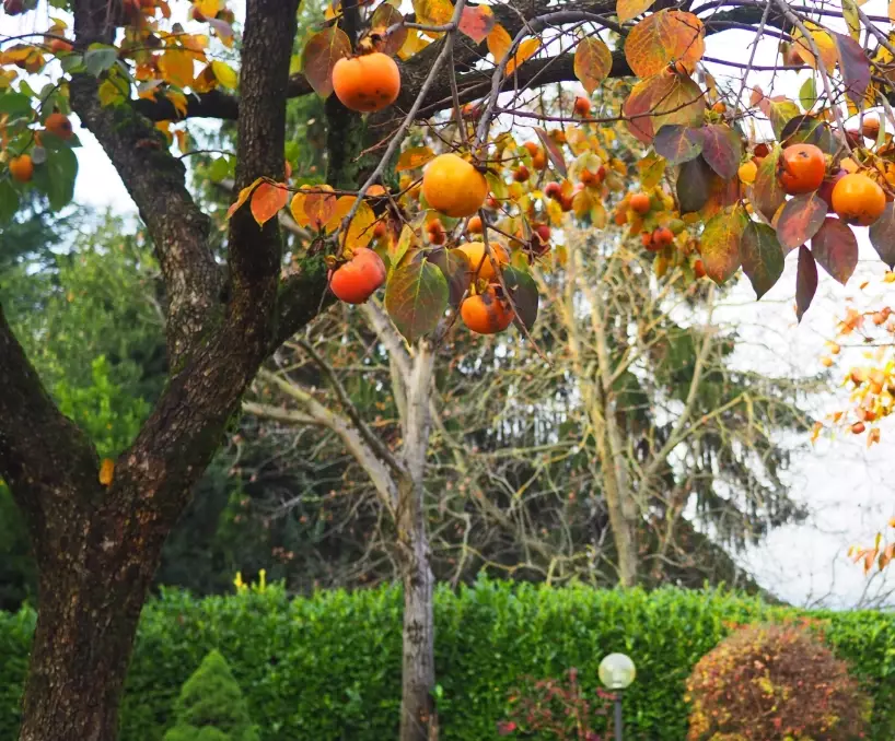 persimmon tree care