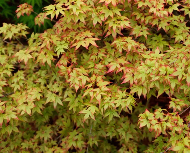 Japanese maple varieties Japanese maple varieties