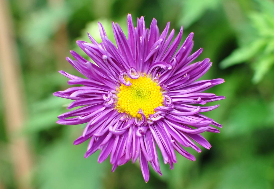 aster flower