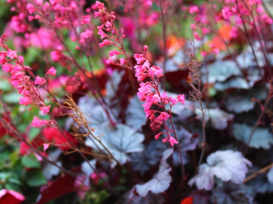 coral bells care coral bells care