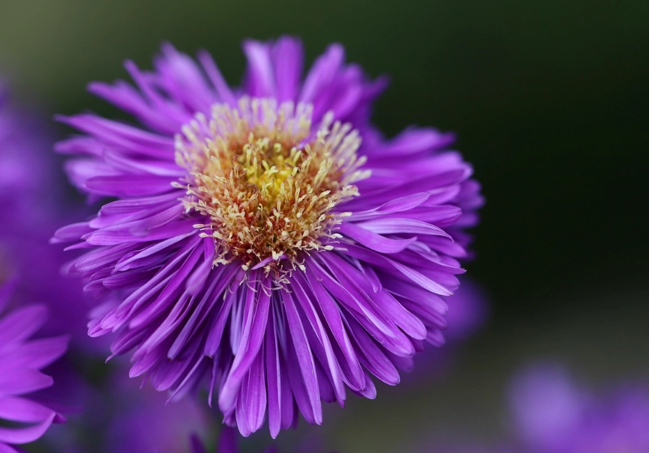 pollinator garden plants pollinator garden plants