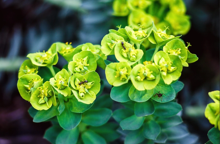 euphorbia varieties