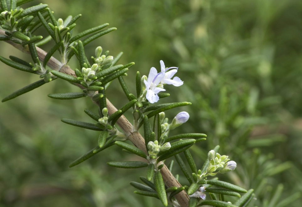 types of rosemary
