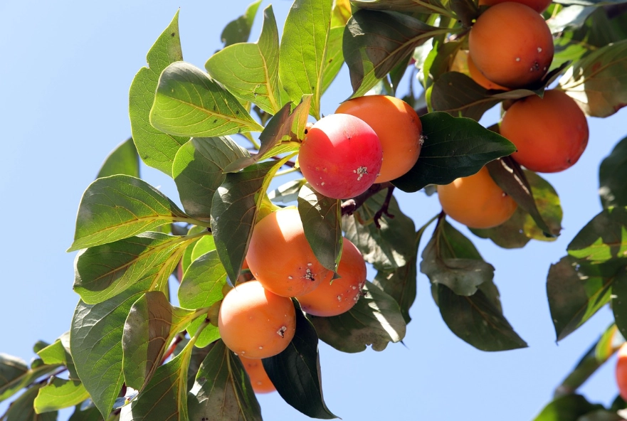 persimmon tree varieties