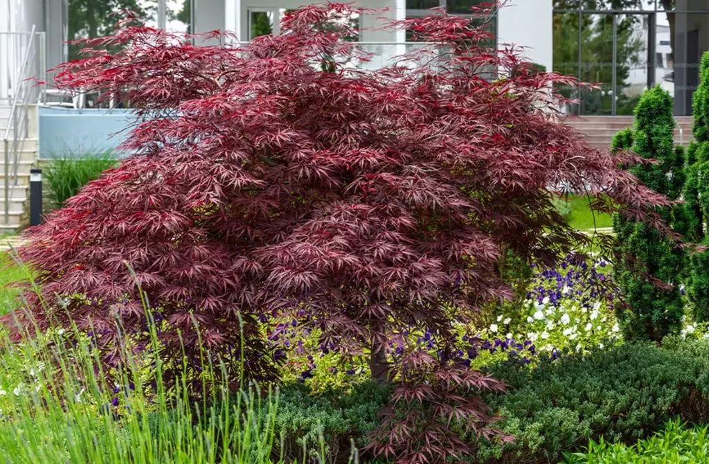 Acer palmatum types Acer palmatum types