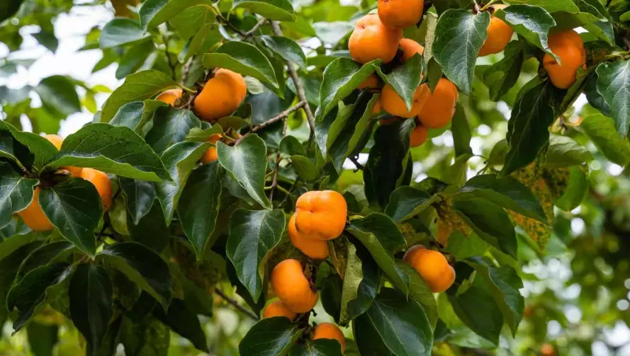 how to grow persimmon trees