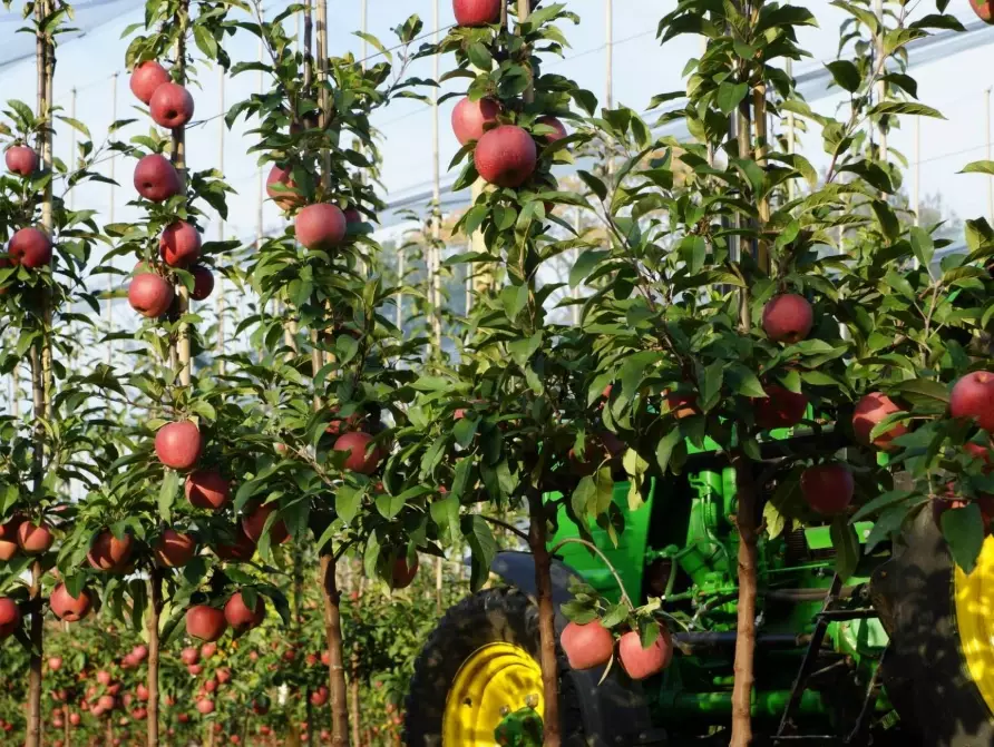 apple tree varieties apple tree varieties