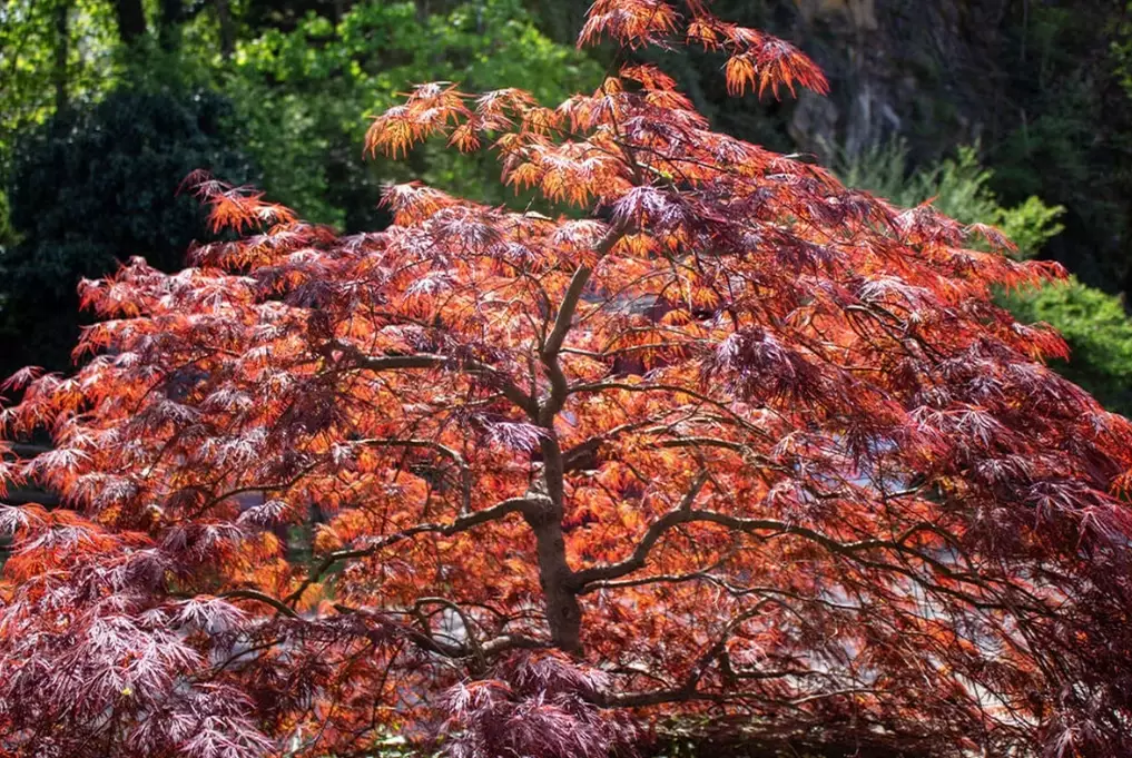 japanese maple palmatum varieties