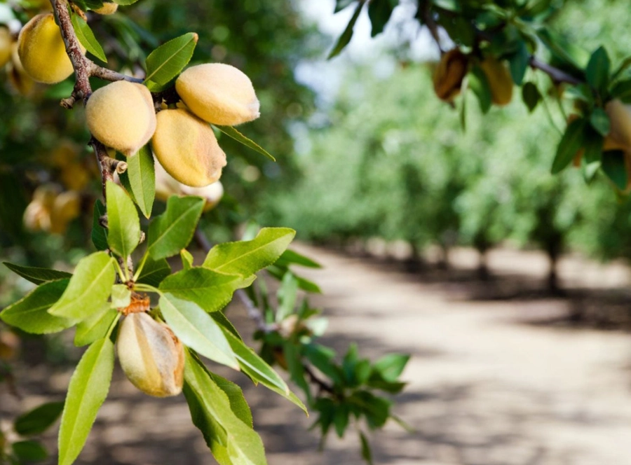 almond tree care