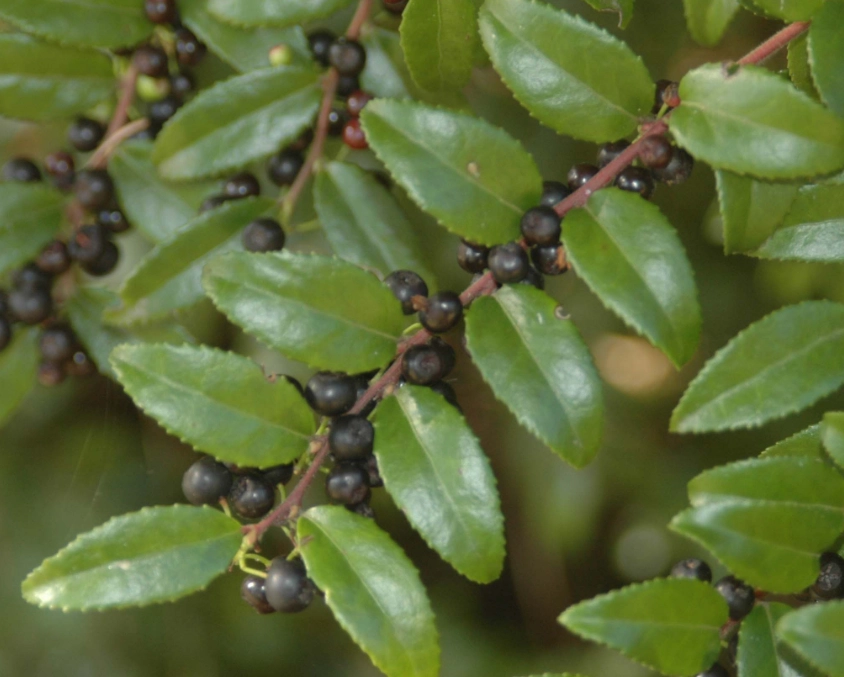 evergreen huckleberry berries evergreen huckleberry berries