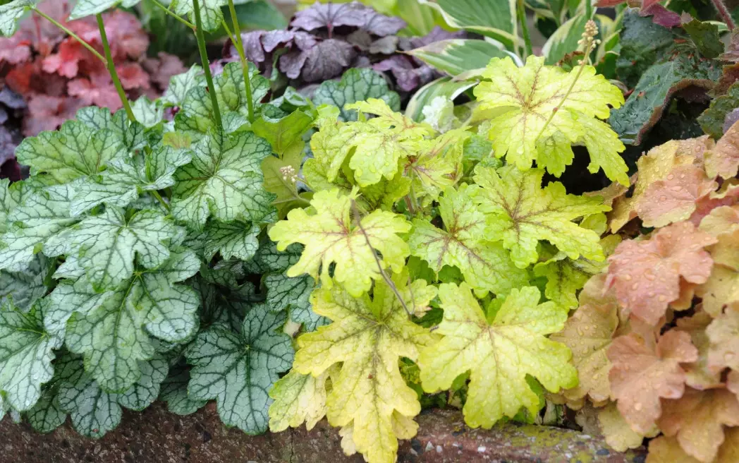 shade garden plants shade garden plants