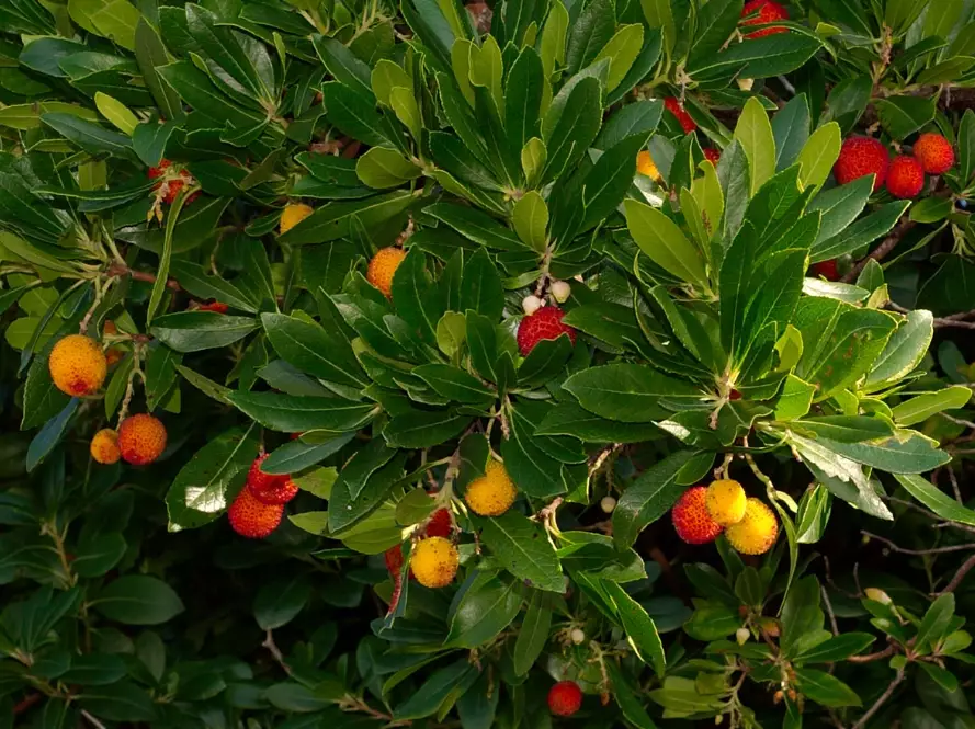 arbutus tree care