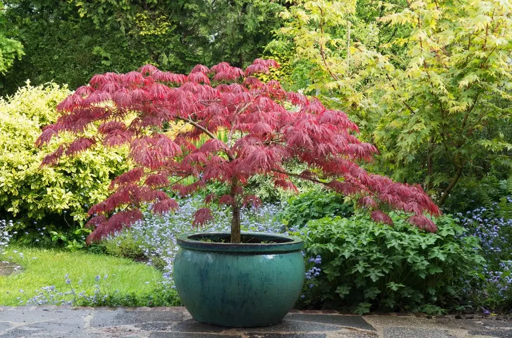 dwarf trees for containers dwarf trees for containers