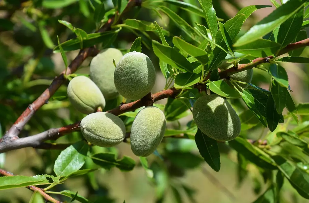 almond tree varieties