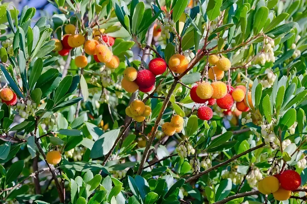 arbutus tree care