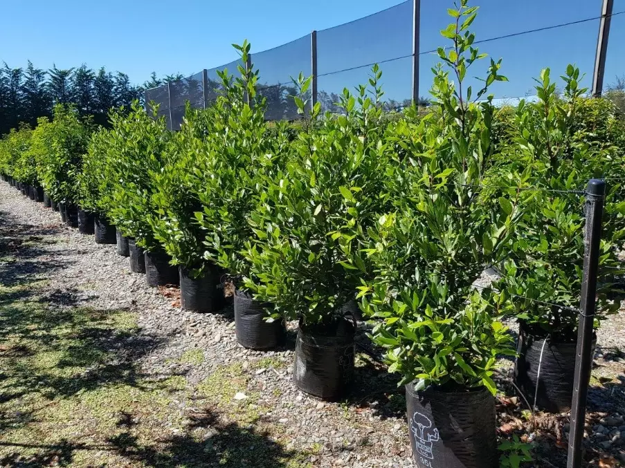 bay laurel plant care bay laurel plant care