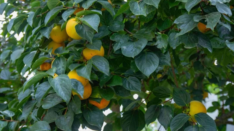 how to grow persimmon trees