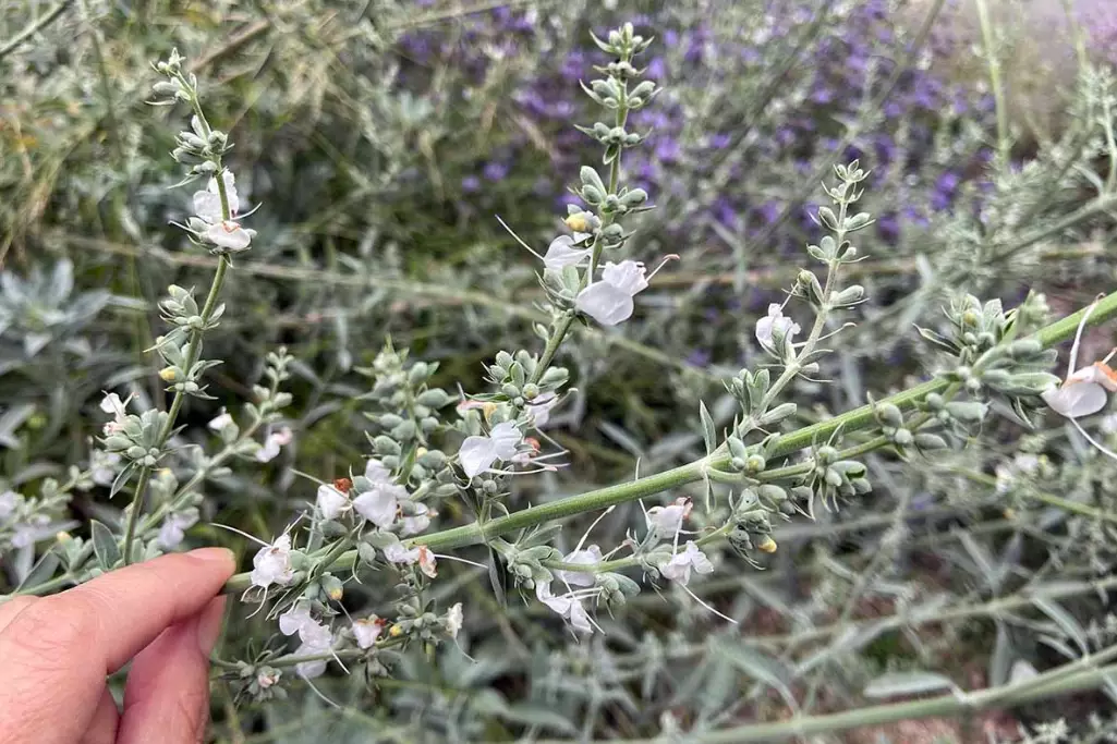 rosemary plant care