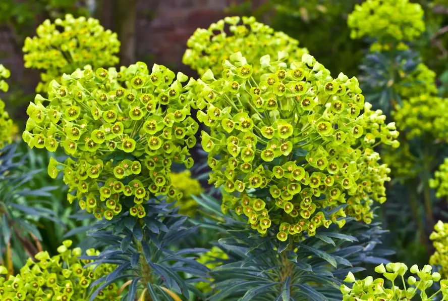 euphorbia plant care