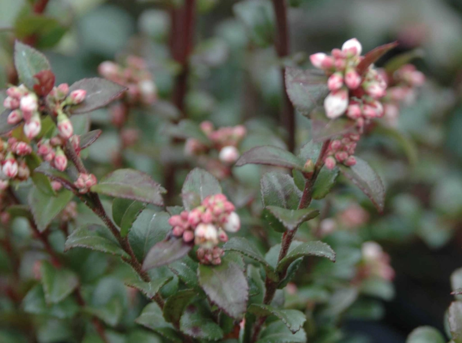 evergreen huckleberry plant