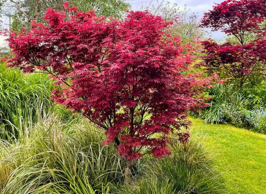Acer palmatum types