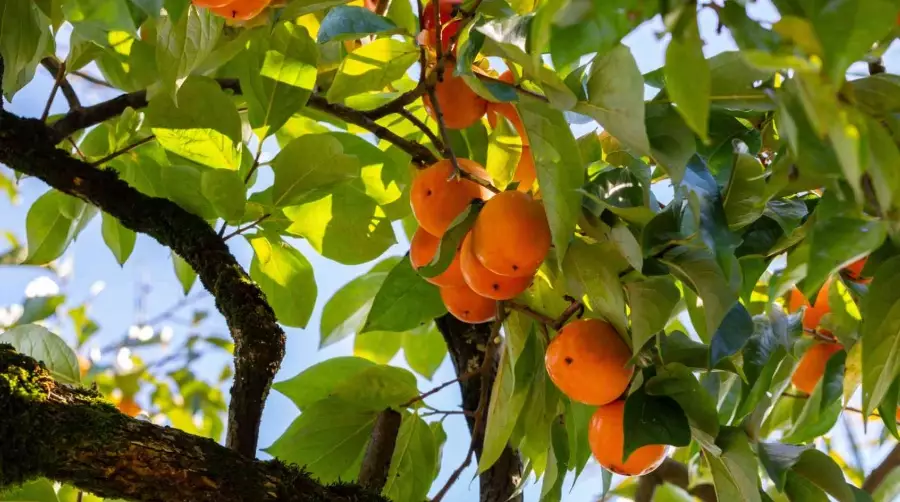 persimmon tree varieties