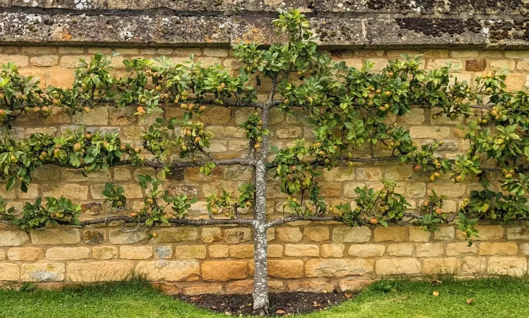best fruit trees for espalier