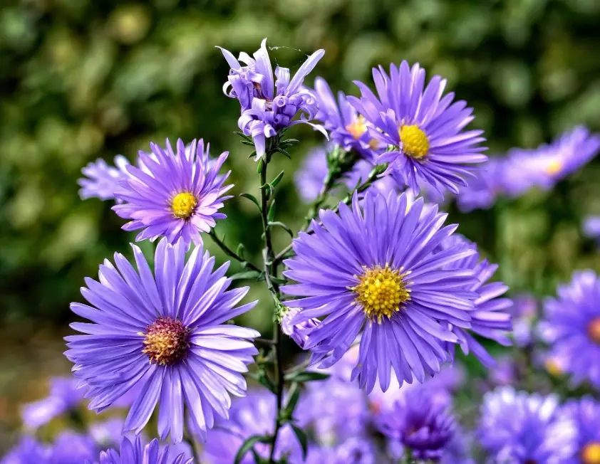 pollinator garden plants pollinator garden plants
