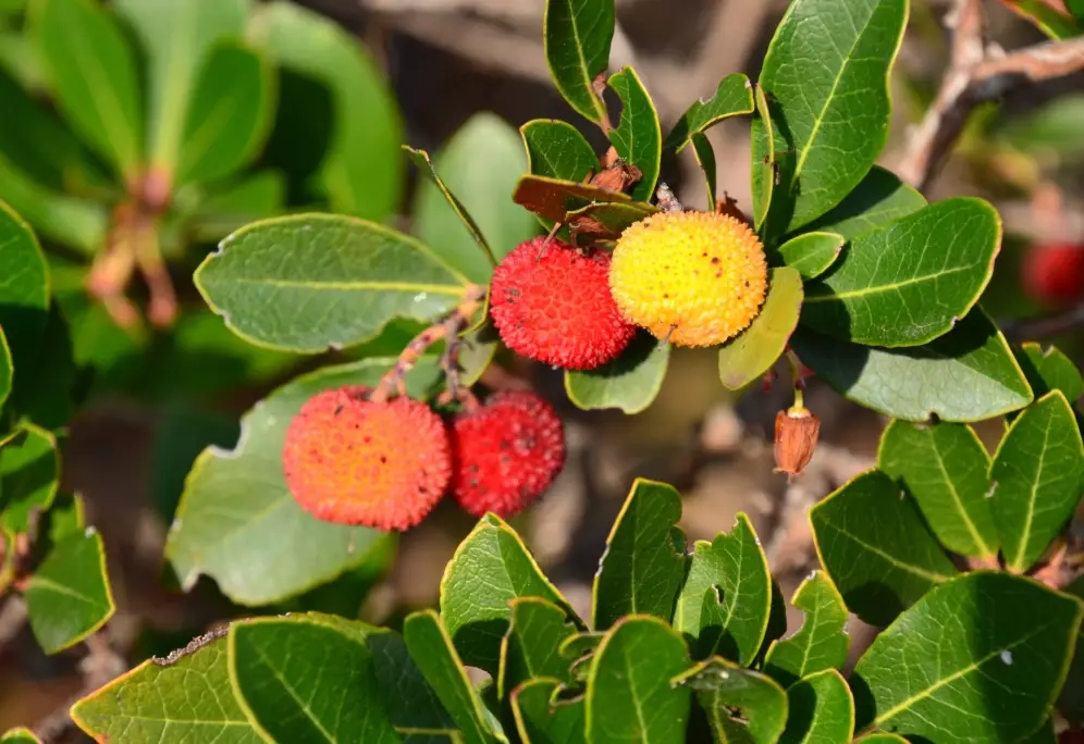 madrone tree problems