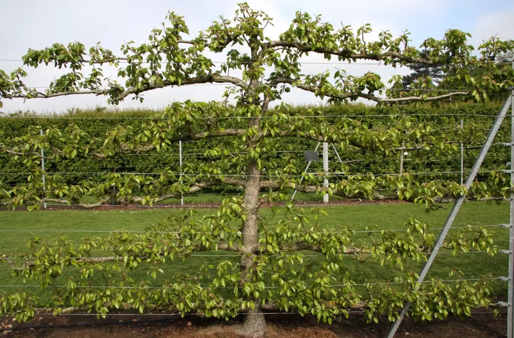 how to espalier fruit trees