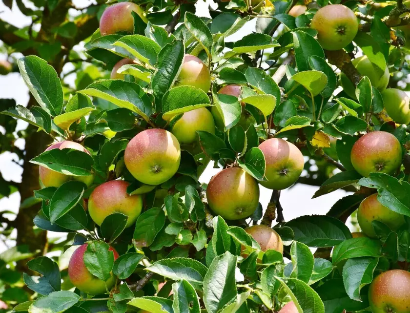 apple tree pruning apple tree pruning