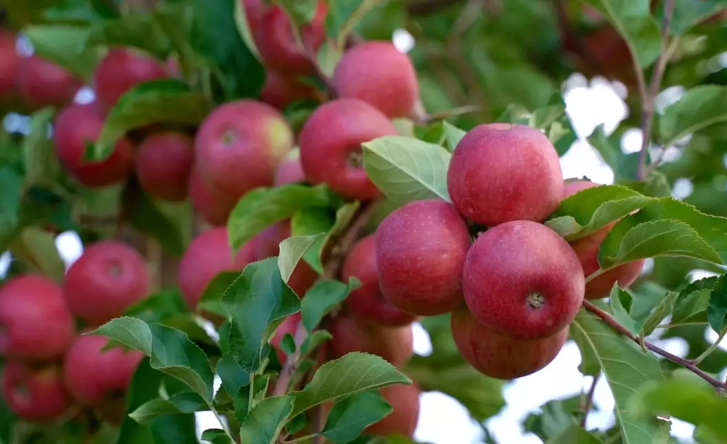 how to grow apple trees
