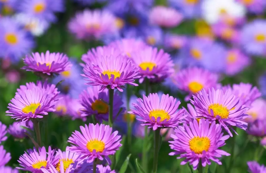 fall blooming perennials