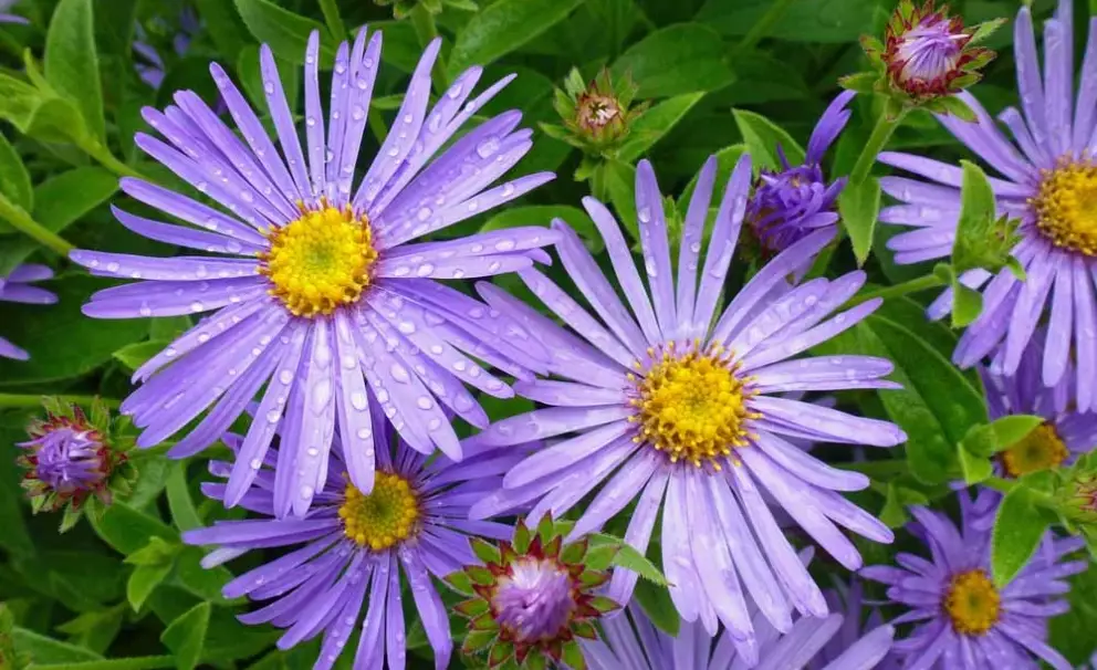 aster flower care aster flower care