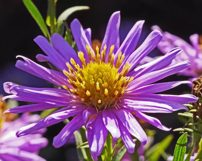 fall blooming perennials fall blooming perennials
