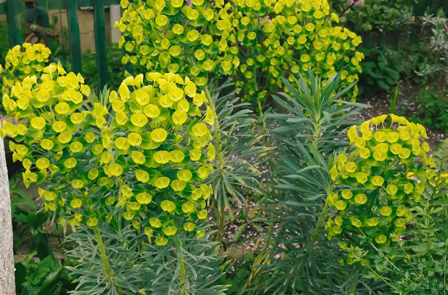 toxic euphorbia