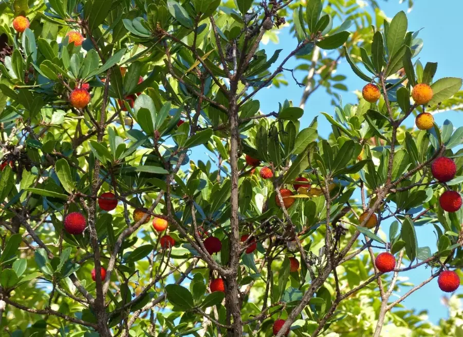 arbutus bark peeling