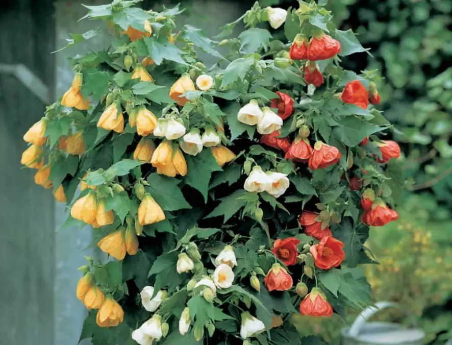 chinese lantern plant